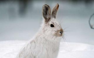 ล่ากระต่ายโดยการติดตามในหิมะ (แป้ง)