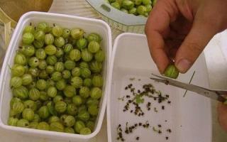 Заготовки от цариградско грозде за зимата: сладко, желе, замразяване