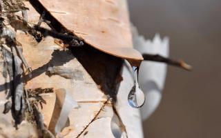 When and how to collect birch sap: The benefits of birch sap and treatment with birch sap What can be put in birch sap